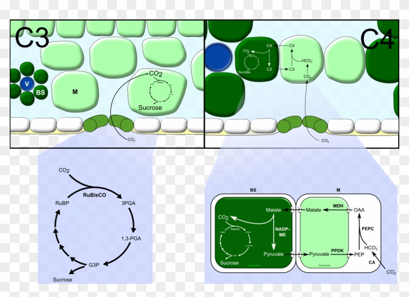 The C3 And C4 Biochemical Pathways - Photosynthesis C3 And C4, HD Png ...