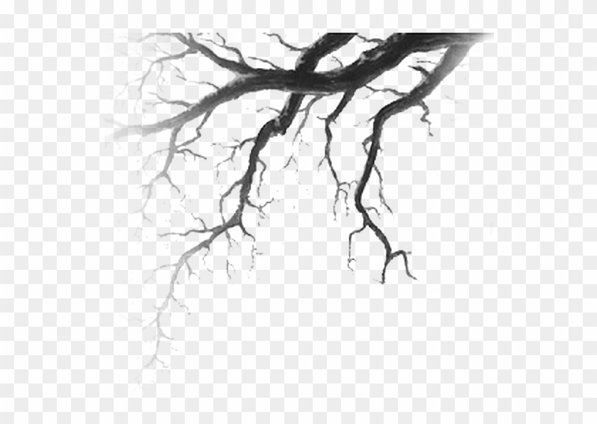 Branches Drawing Nature Tree Drawing Horror Hd Png Download 590x526 Pngfind