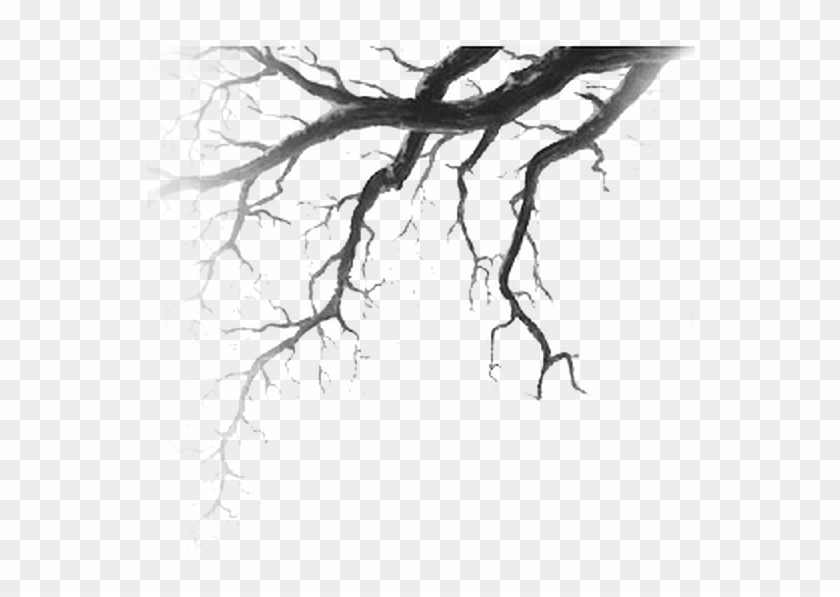 Branches Drawing Nature Tree Drawing Horror Hd Png Download 590x526 Pngfind Branches Drawing Nature Tree Drawing Horror Hd Png Download 590x526 Pngfind