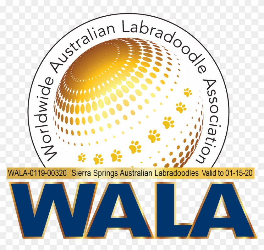 sierra springs australian labradoodles