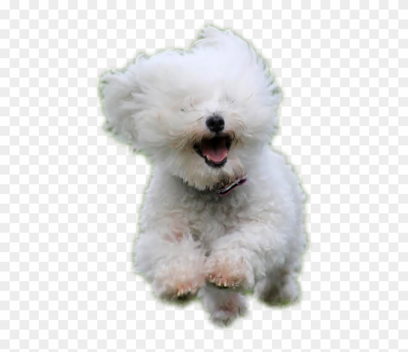 Tidewater shop bichon rescue