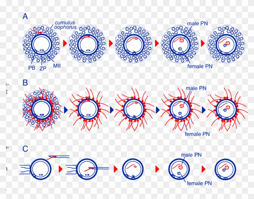 fertilization-in-mammals-under-natural-conditions-circle-hd-png
