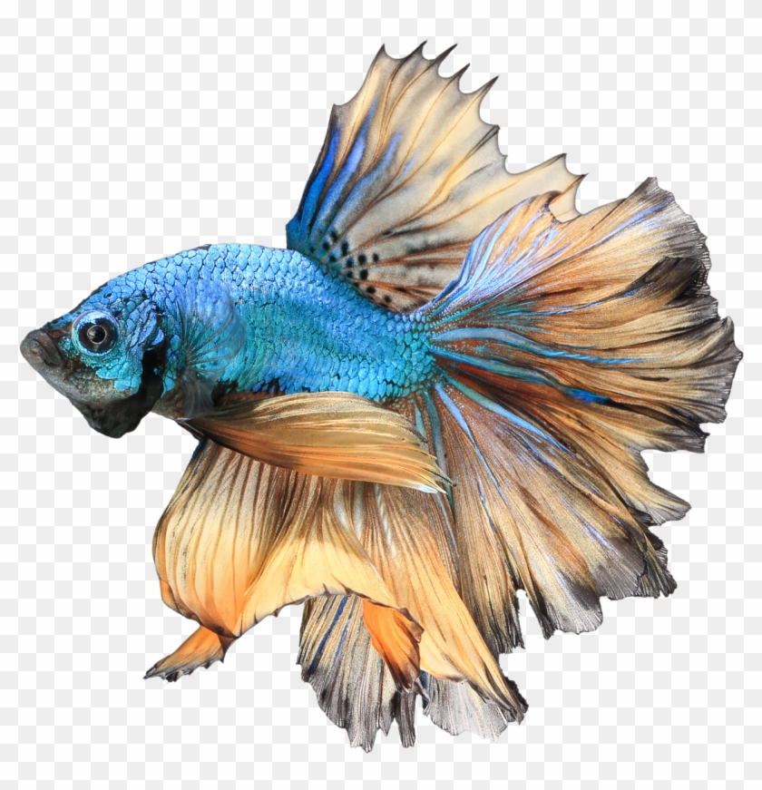 betta fish illustration