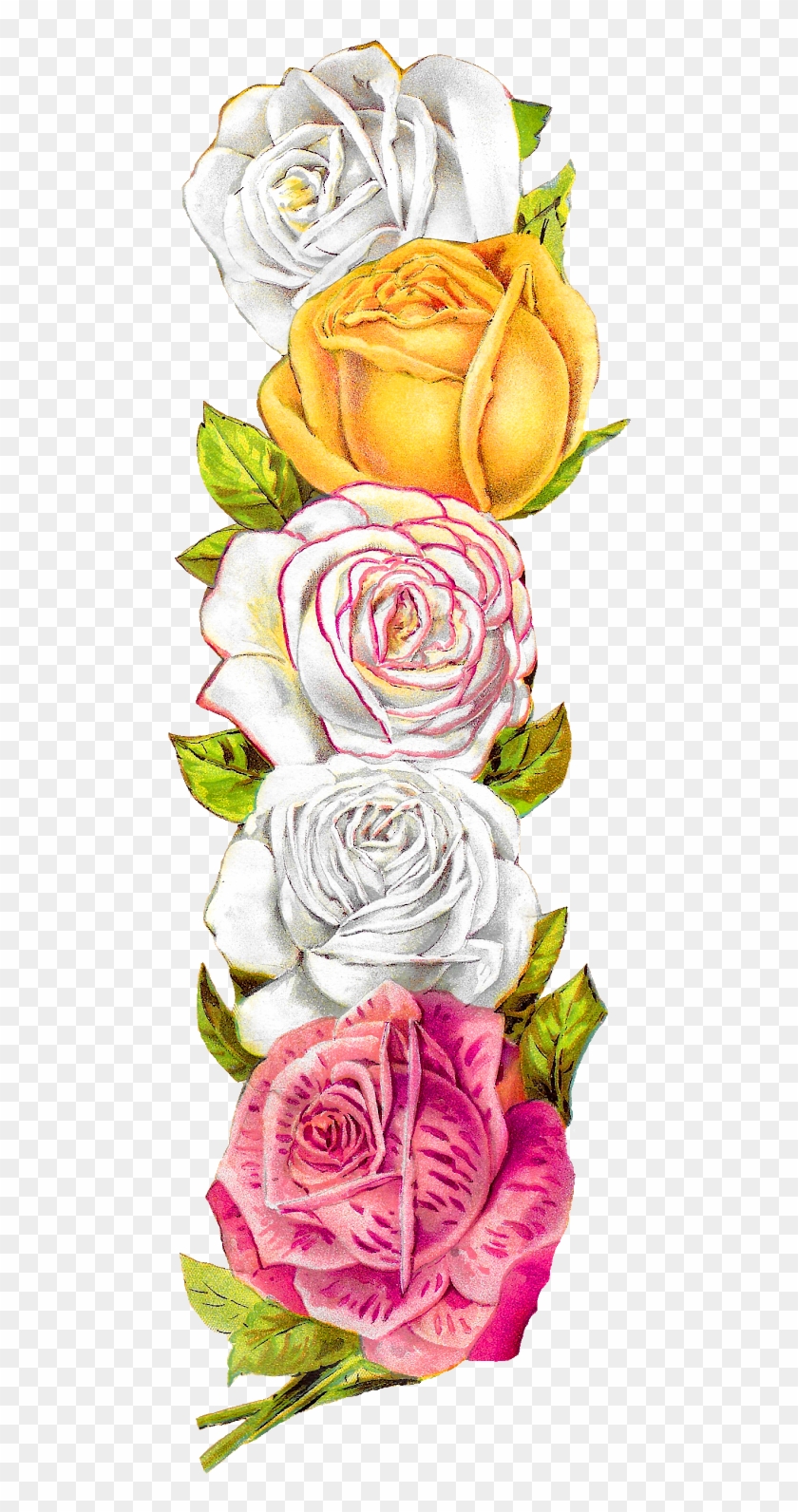 Posted On The Graphics Monarch There Is A Pretty Vintage Rose
