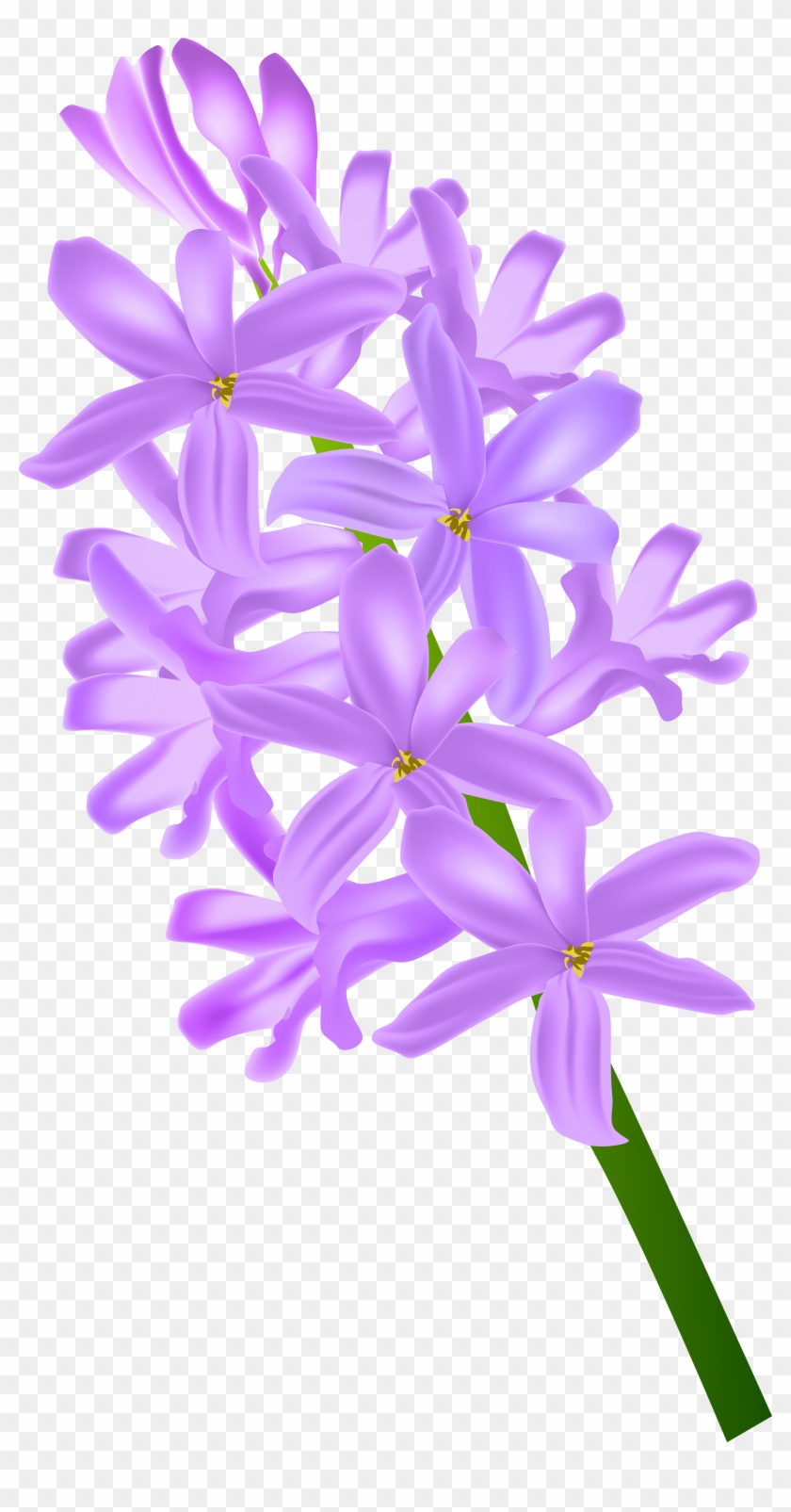 Hyacinth Transparent Clip Purple Hyacinth Transparent HD Png
