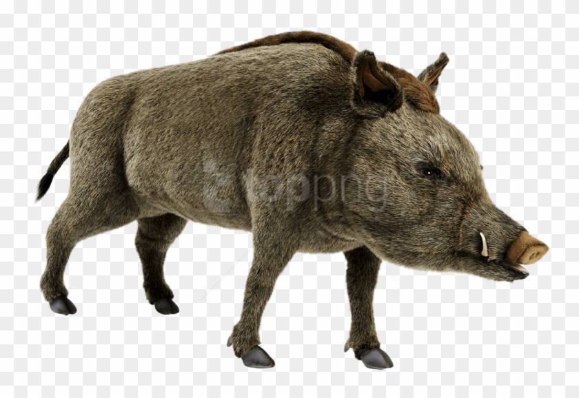 Free Png Download Wild Boar Png Pics Png Images Background - Wild Boar ...