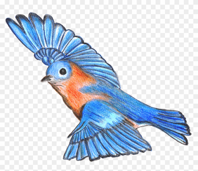 How To Draw A Bluebird, Step By Step, Drawing Guide, Bluebird Drawing