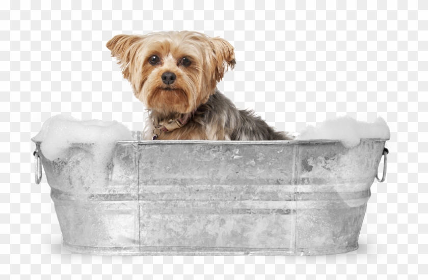 Yorkie In The Bath Dog Grooming Stock, HD Png Download 1423x867