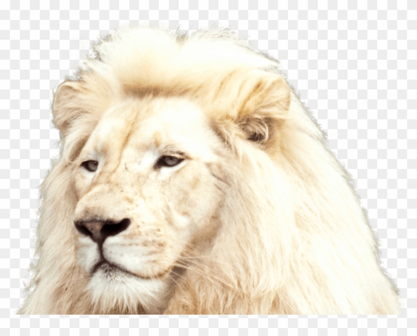 White Lion Foreground - White Lion, HD Png Download - 942x595(#3569053) -  PngFind
