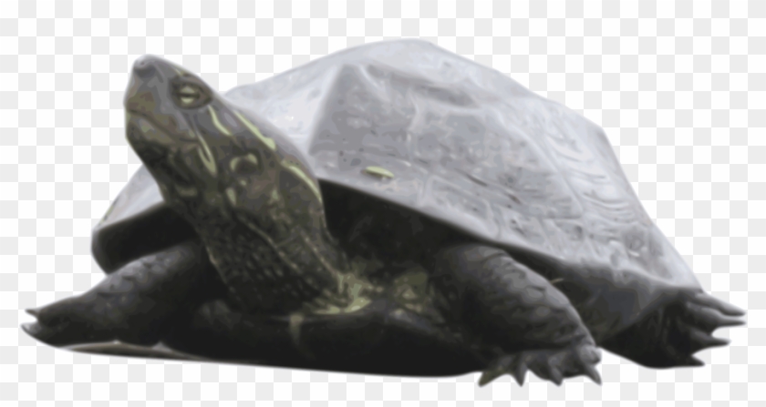 Common Snapping Turtle Computer Icons Pond Turtles - Tortoise, HD Png ...