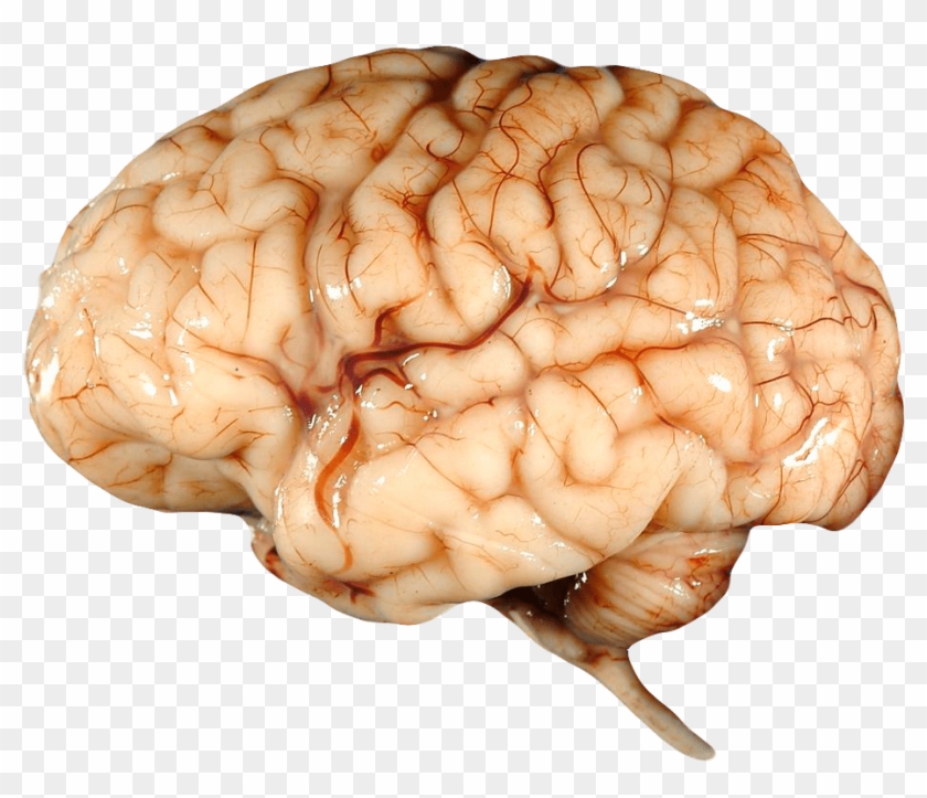 Real Brain - Human Child Brain, HD Png Download - 1000x909 ...