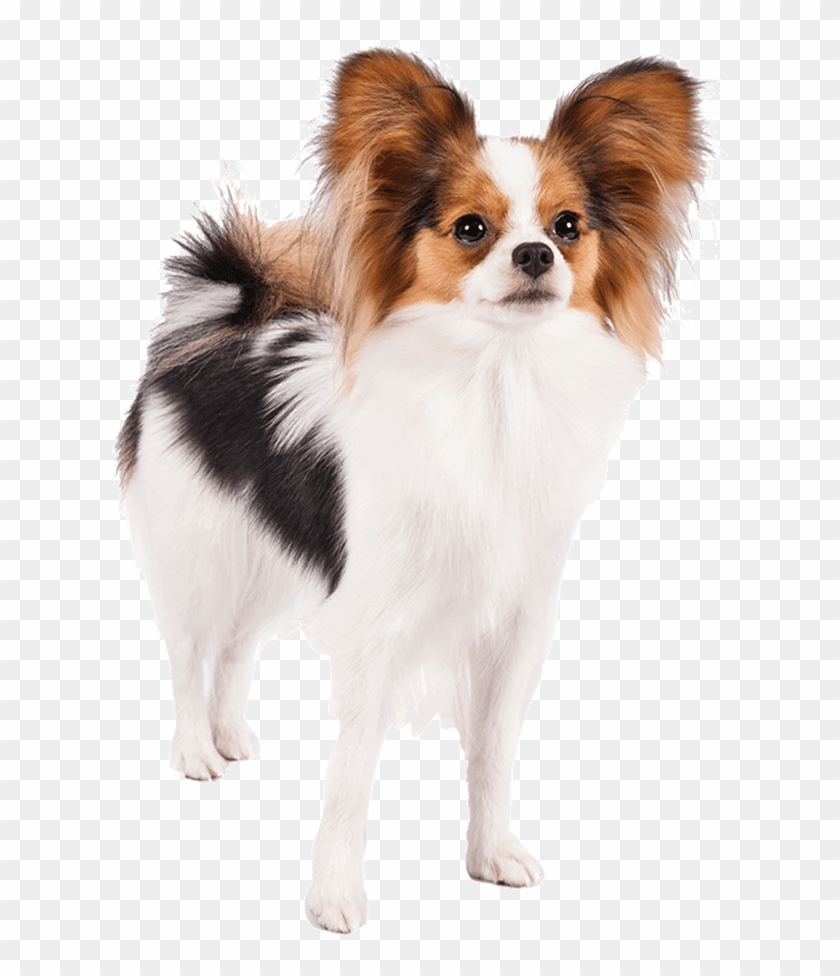Well Animal Vet Clipart Papillon Dog Transparent Background Hd Png Download 617x6 Pngfind Well Animal Vet Clipart Papillon Dog Transparent Background Hd Png Download 617x6 Pngfind