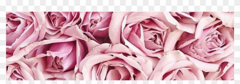Post Navigation Pink Flower Background Aesthetic Hd Png Download 3000x1055 3614076 Pngfind