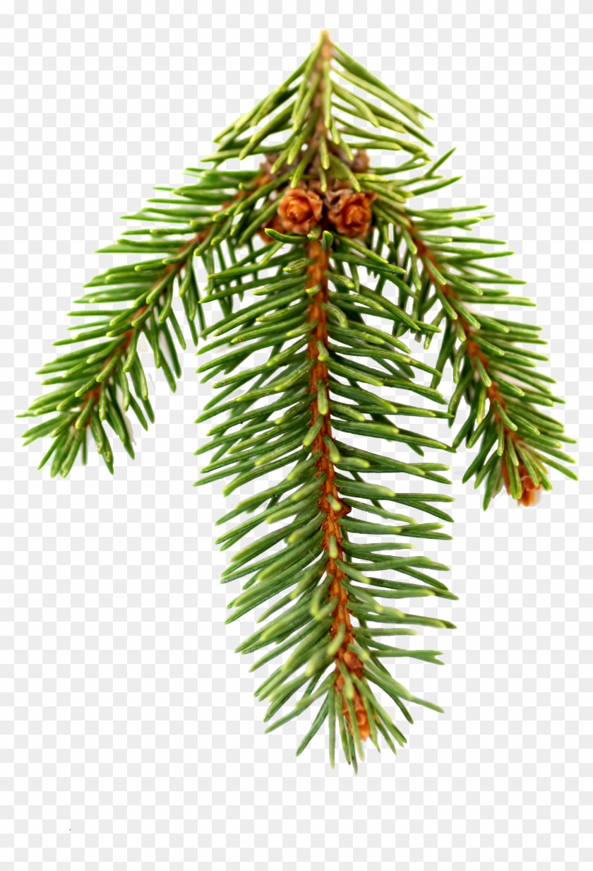 Single Pine Needle Transparent Pine Family Hd Png Download 2328x2595 3617679 Pngfind