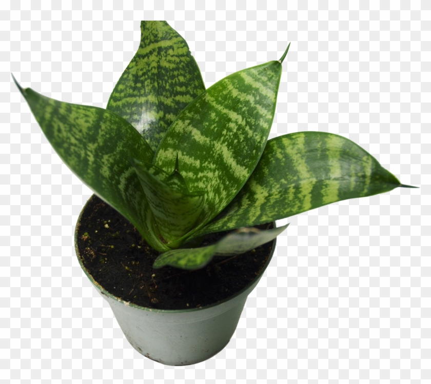Snake Plant In Pot - Black Robusta Snake Plant, HD Png Download -  4928x3264(#3644550) - PngFind