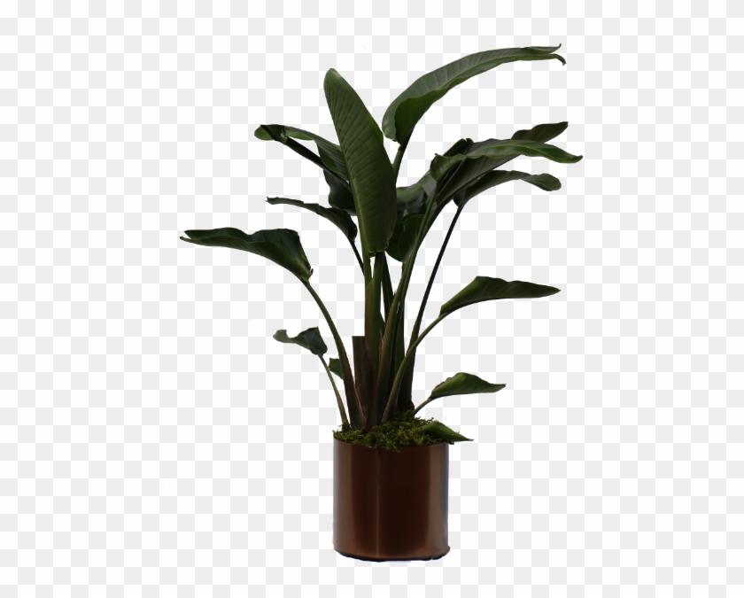 Tall Indoor Tropical Plants, HD Png Download - 600x600(#3668528) - PngFind