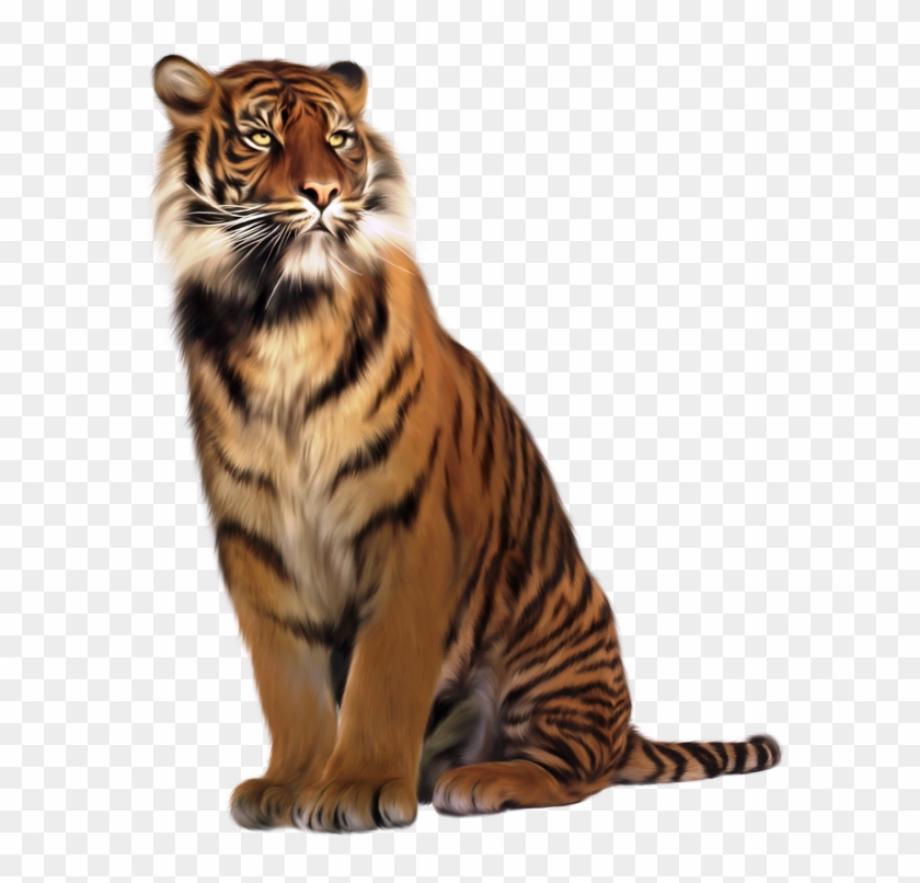 Tigre Png Tigre Jpg Lion Png Lion Jpg Lionceau Tiger Transparent Png 600x726 3672877 Pngfind