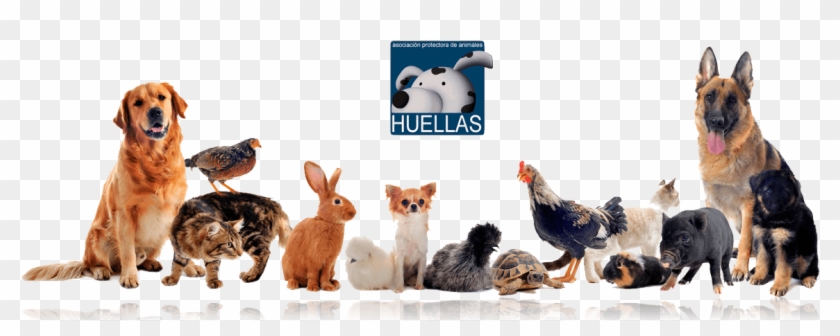 Banner Protectora Huellas - Farm And Pet Animals, HD Png Download -  1200x420(#3682830) - PngFind