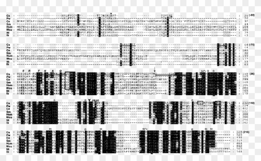 Alignment Of The Predicted Amino Acid Sequence Of A - Monochrome, HD ...