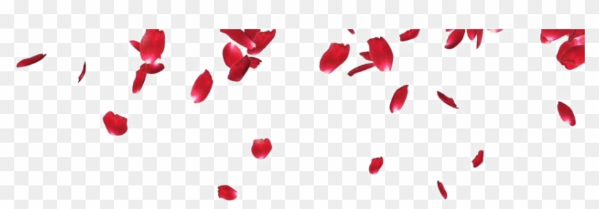 falling petals png photos rose petals png transparent png 852x480 378283 pngfind falling petals png photos rose petals