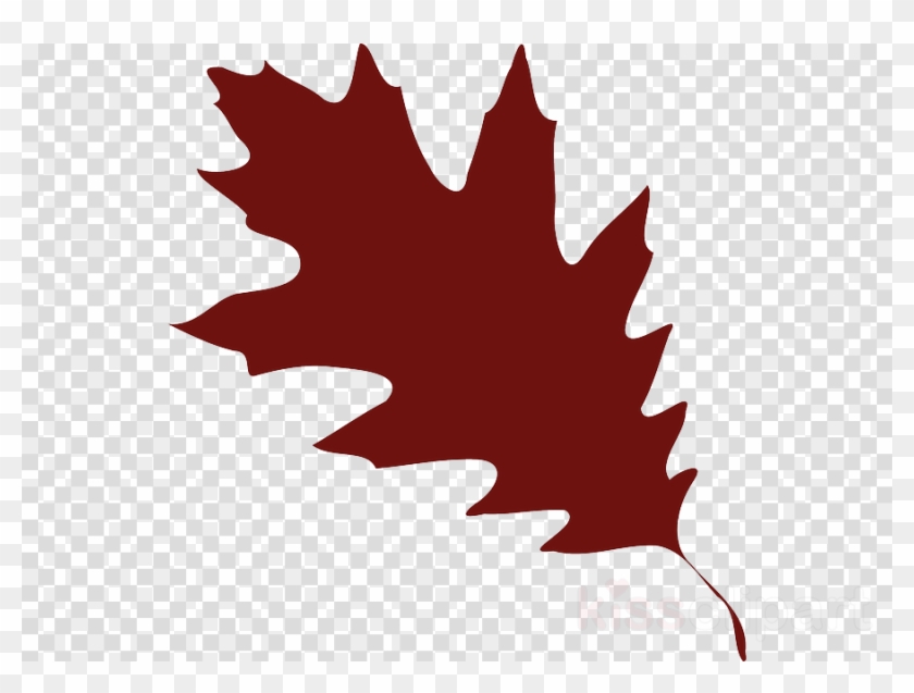Red Oak Tree Leaves