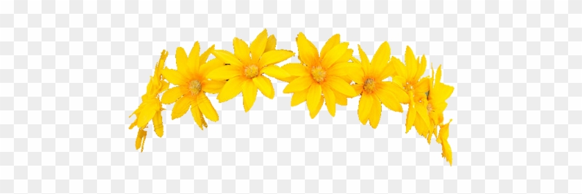 Stickers Edit Edits Png Head Face Pic Photo Sunflower Flower Crown Png Transparent Png 500x211 Pngfind Stickers Edit Edits Png Head Face Pic Photo Sunflower Flower Crown Png Transparent Png 500x211 Pngfind
