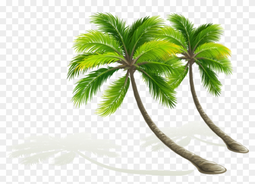 pic Vector De Palmeras Png palmera dibujo png coconut tree vector