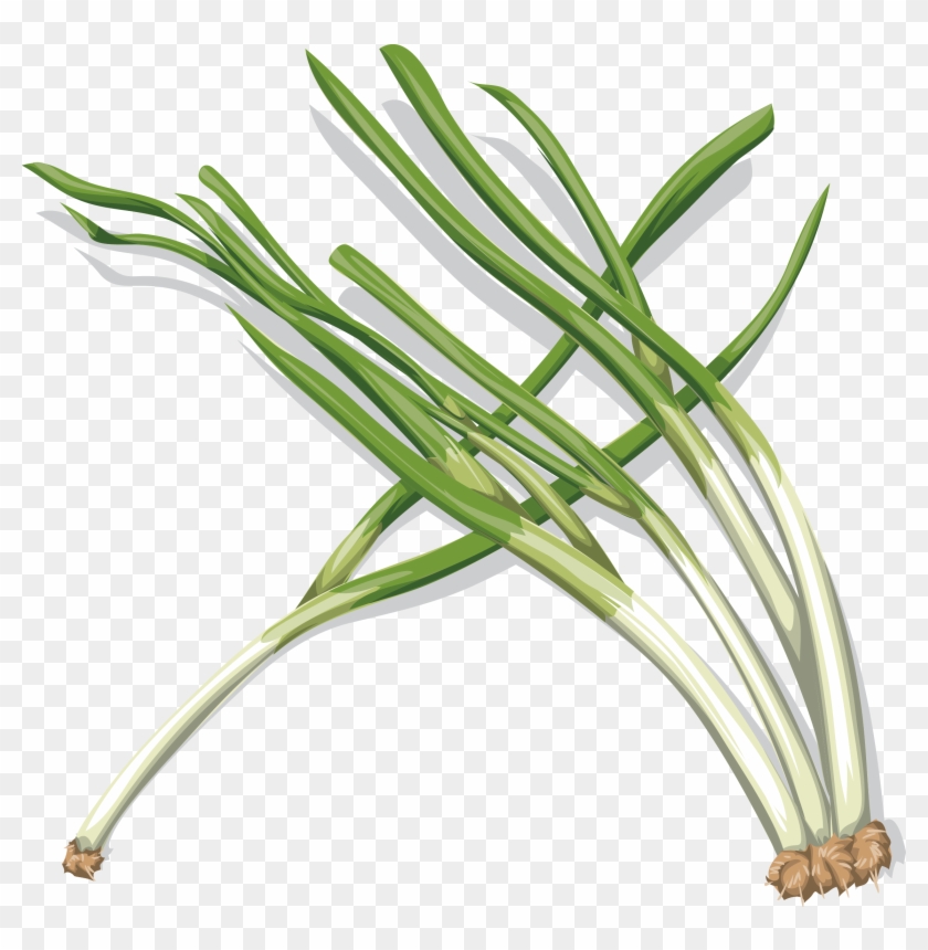 Vegetable Clipart Onion 無料 イラスト ご ねぎ Hd Png Download 22x2235 Pngfind