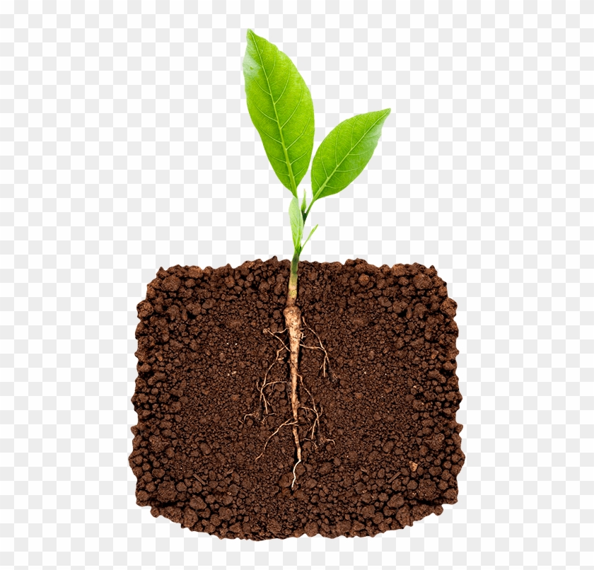 Inoculate The Soil With Essential Beneficial Microbes - Plant Root Hd