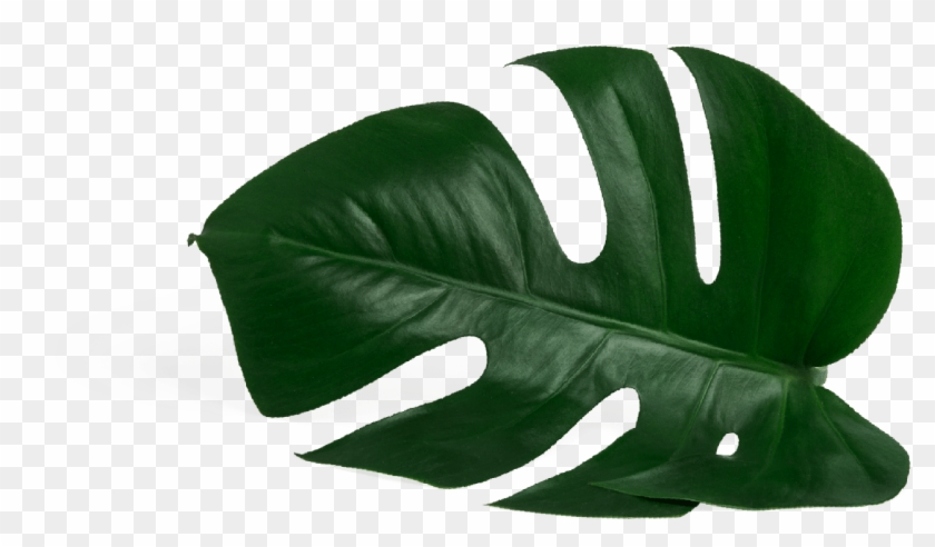 Monstera - Bag, HD Png Download - 1450x833(#3736673) - PngFind