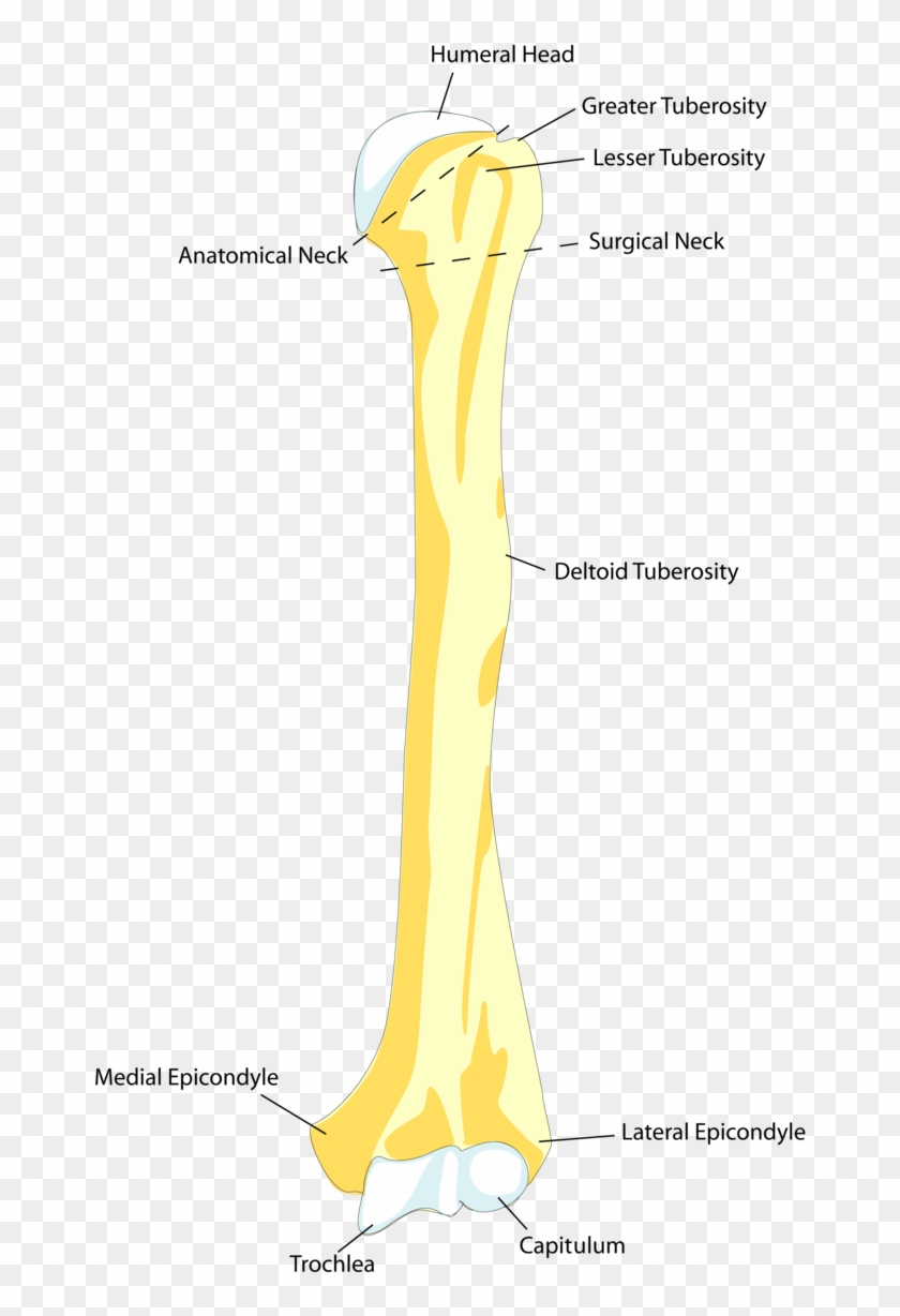 This Drawing Of The Humerus Shows How It Attaches Proximally - Parts Of
