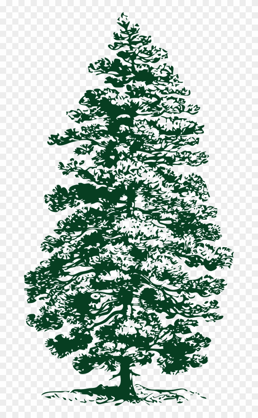 Pine Drawing Conifer Tree Part Of Pine Tree Hd Png Download 684x1280 3778006 Pngfind