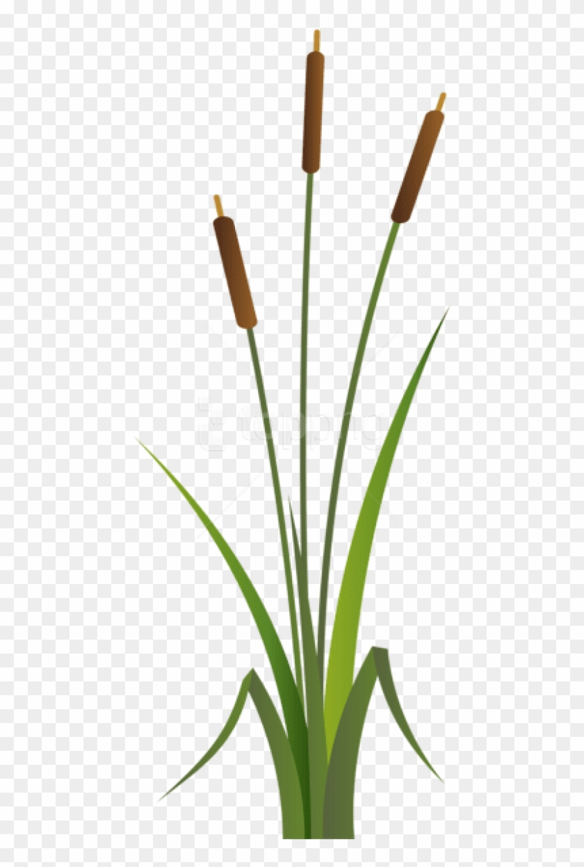 Free Png Download Bulrush Png Images Background Png - Bulrush Clipart ...