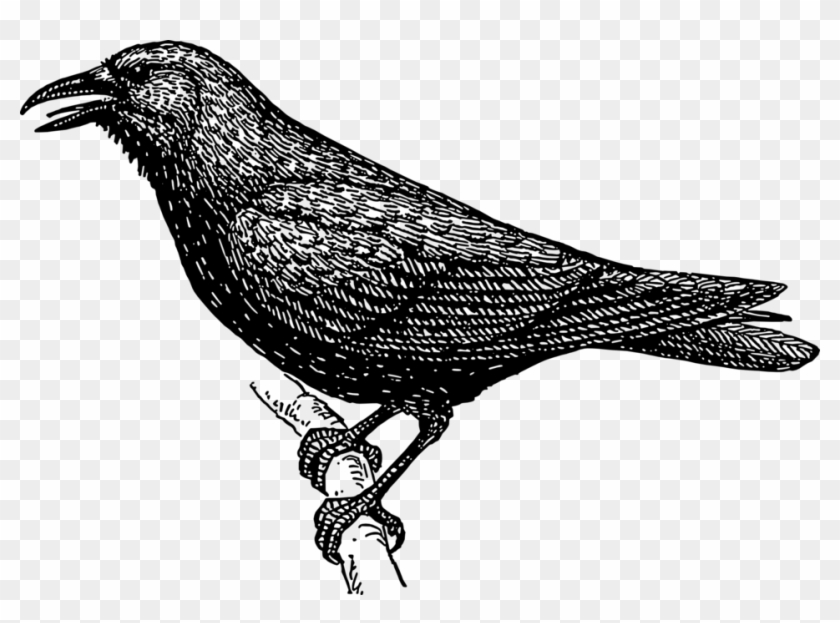 Crow - Black And White Images Of Crow, HD Png Download - 958x665