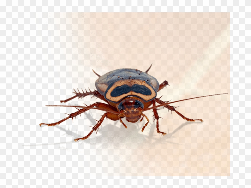 Home Pest Control In Katy - Dung Beetle, HD Png Download - 1200x550 ...