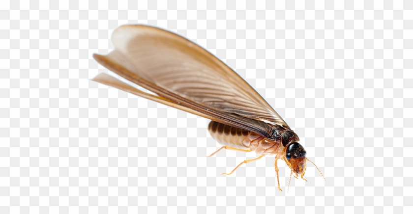 Termite1 Drywood Termites Hd Png Download 777x5 Pngfind