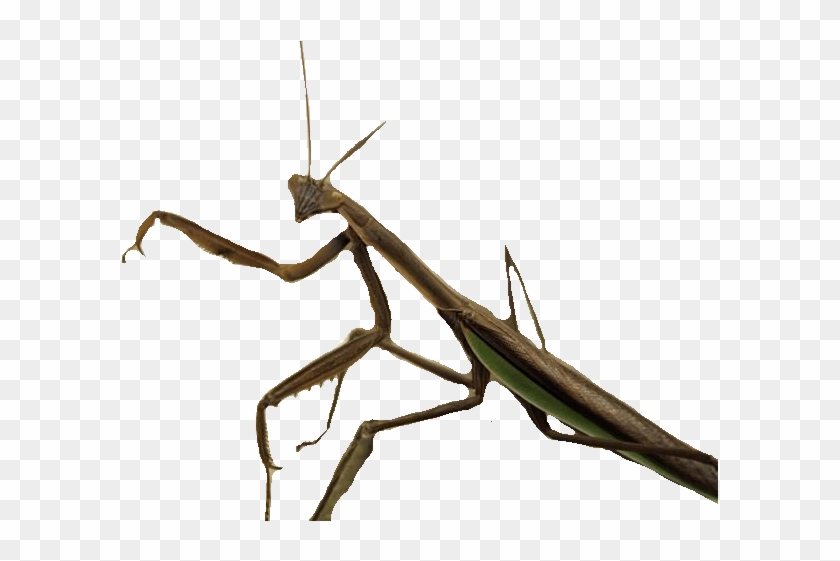 Stick Insect Picture No Background Download - Stick Insect Png, Transparent Png - 640x480(#3794158) - PngFind