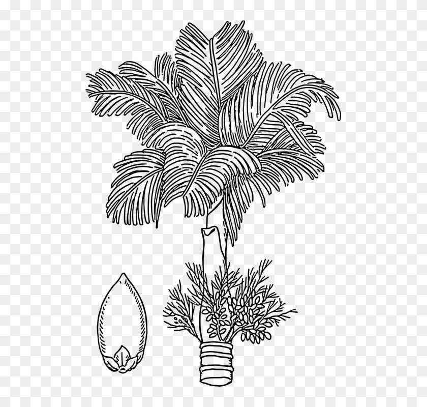 Betelnut, Areca, Nut, Tree, Flowers, Areca Palm - Areca Tree Drawing ...