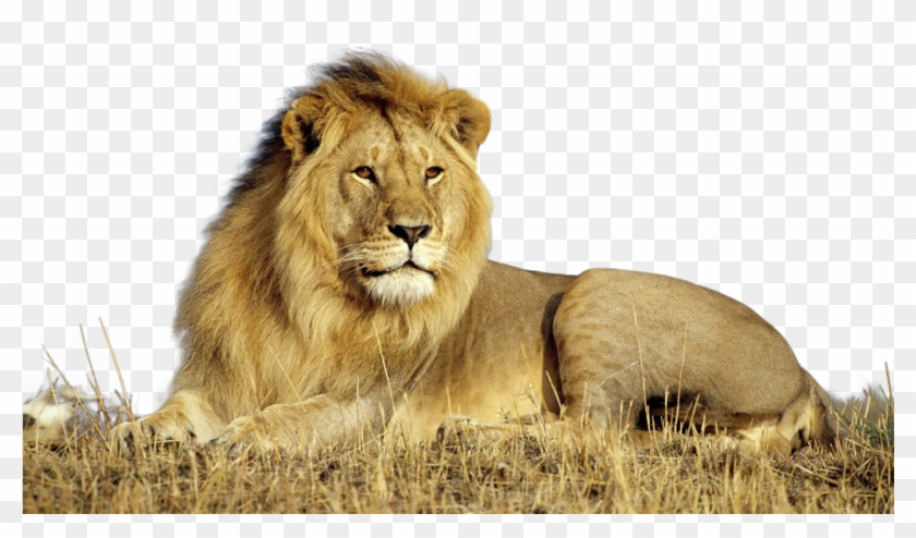 Lion Png - Lion Background For Photoshop, Transparent Png -  1024x640(#385426) - PngFind