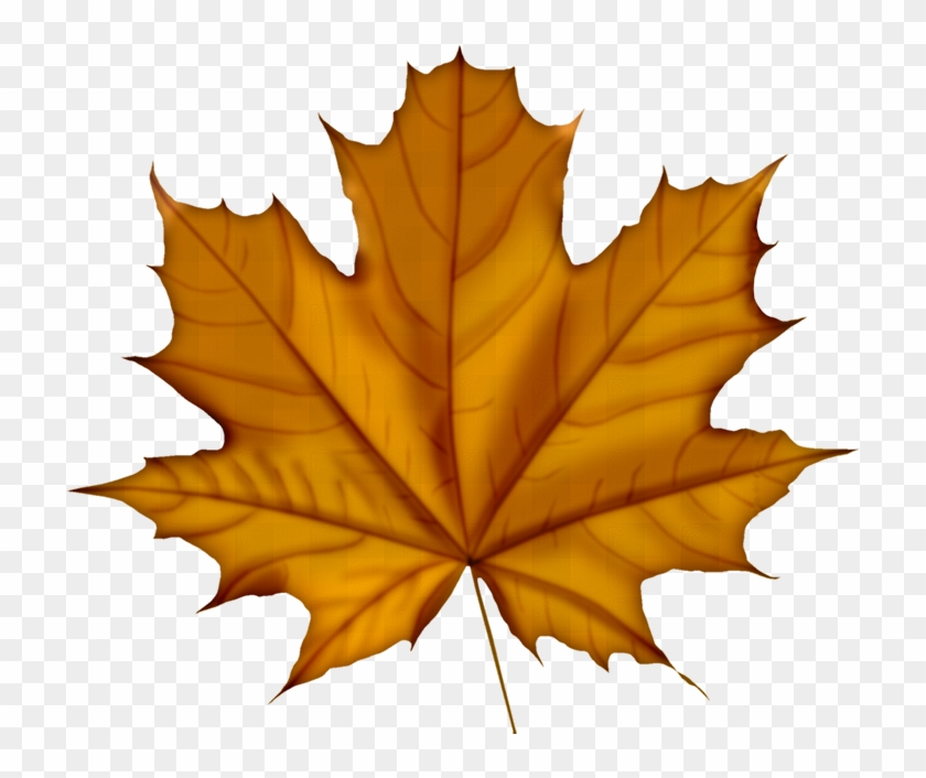 Faℓℓ Norway Maple Tree Leaf Hd Png Download 725x635 Pngfind