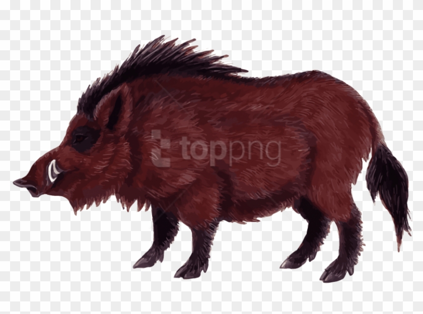 Free Png Wild Boar Png Png Images Transparent - Wild Boar Png, Png ...