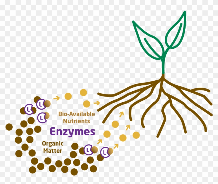 Lipase Enzyme Its Primary Function Is To Break Down Hd Png Download 11x775 Pngfind Lipase Enzyme Its Primary Function Is To Break Down Hd Png Download 11x775 Pngfind