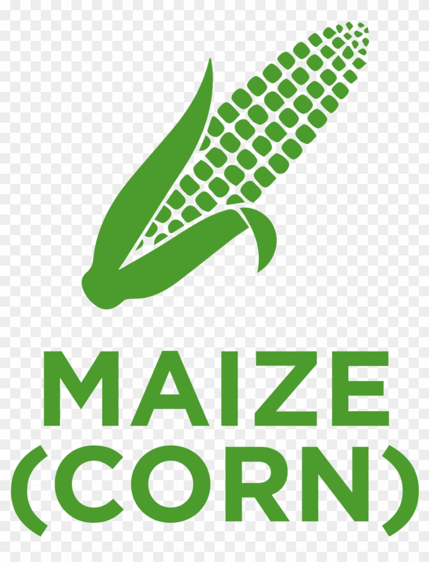 Maize , Also Known As Corn, Belongs To The Poaceae - Ramaiah University