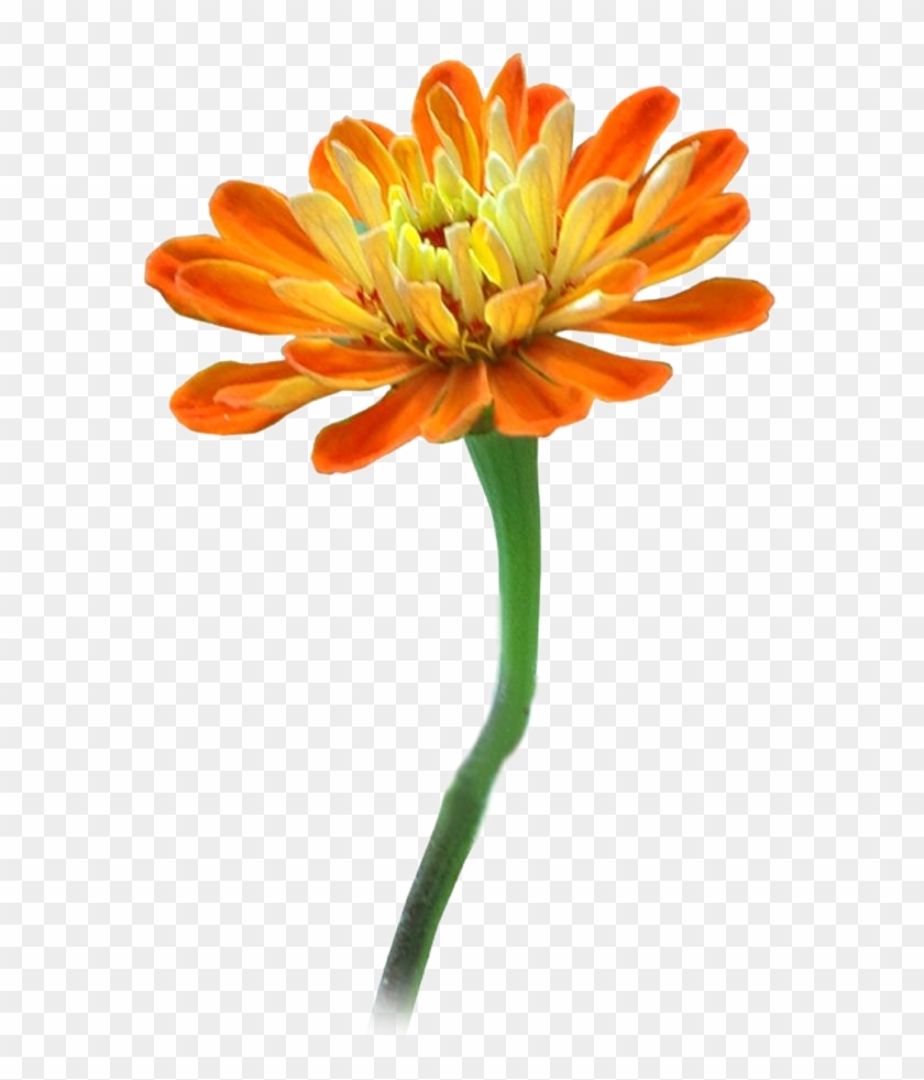 Clipart Png For Photoshop Common Zinnia Transparent Png 585x901 Pngfind