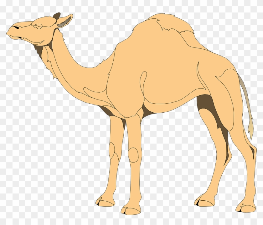 Mammal Clipart Desert Animal - Png Vector Camel, Transparent Png -  887x720(#3872006) - PngFind