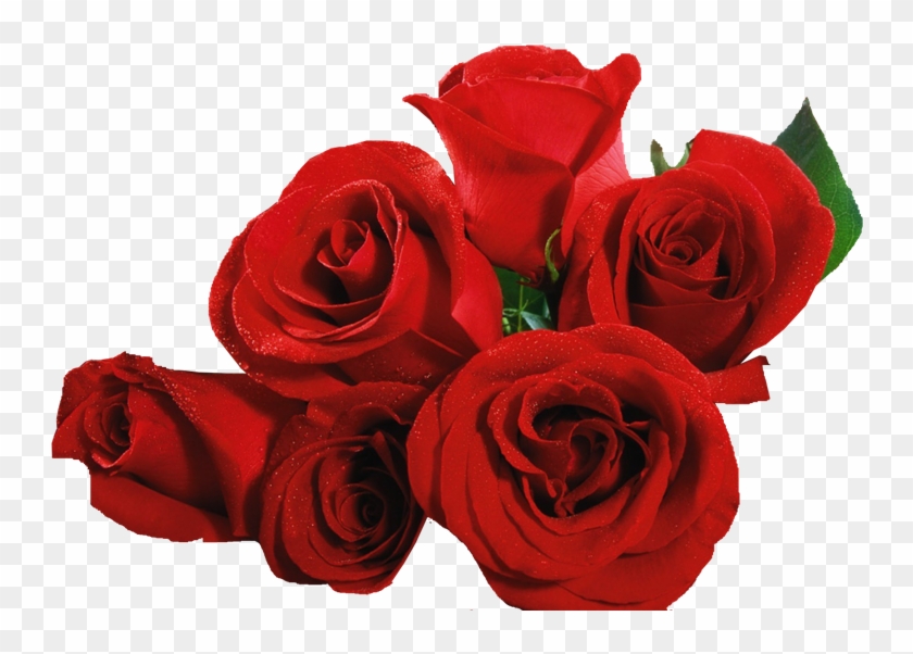 Flores - Rosas - Lacremania - Botão De Rosas Vermelhas Png, Transparent Png  - 775x531(#3882217) - PngFind