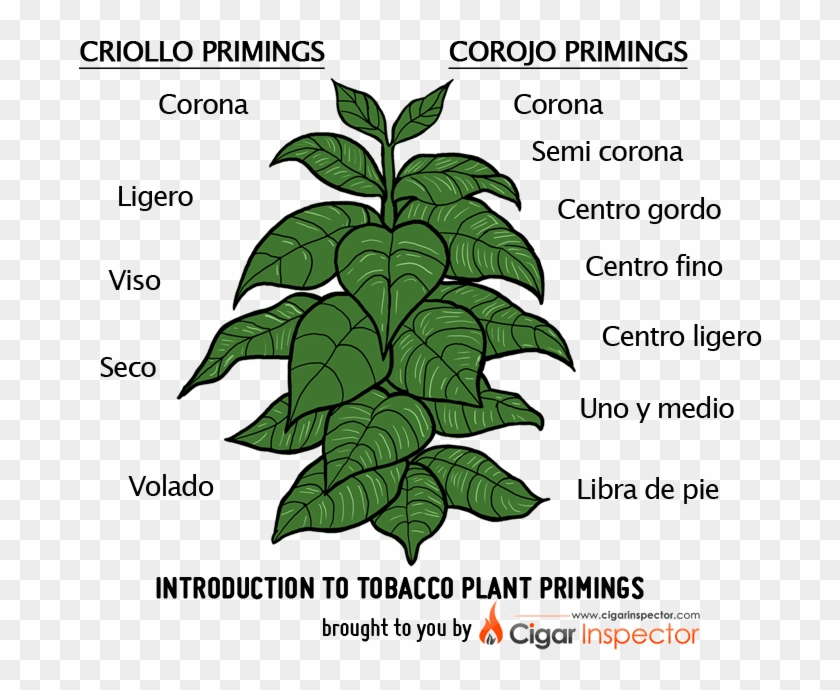 heated tobacco near me Heated Tobacco Device Delivery | Heated Tobacco Device Near Me