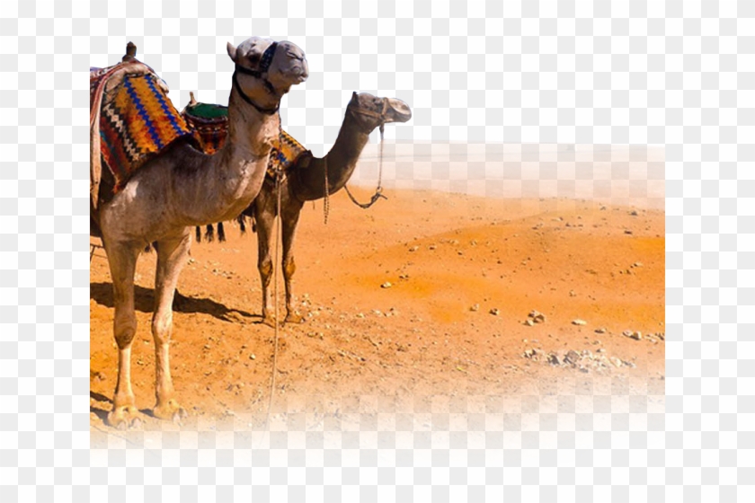 camels in desert clipart