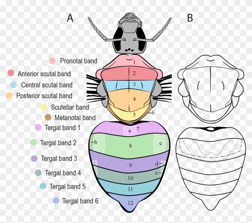 Bumble Bee Scutellum, HD Png Download - 1375x1153(#3892500) - PngFind