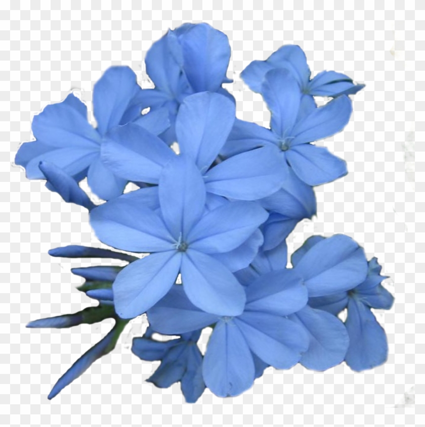 Jasmine Flower Png Images Flower Wallpaper Hd, Transparent Png - 1028x986(#394397) - PngFind Jasmine Flower Png Images Flower Wallpaper Hd, Transparent Png - 1028x986(#394397) - PngFind